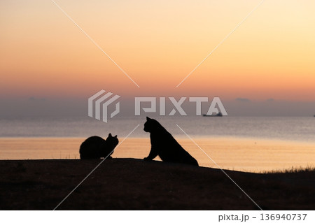 朝焼けの中の猫のシルエット 朝焼けの中の猫のシルエット 136940737