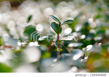 光に包まれる若葉 136940800