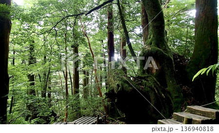 鹿児島県屋久島の縄文杉へのトレッキングコースの風景 鹿児島県屋久島の縄文杉へのトレッキングコースの風景 136940818
