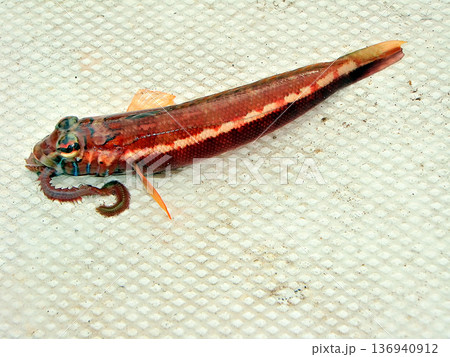 カワハギのボート釣りで掛かった外道のトラギス 136940912