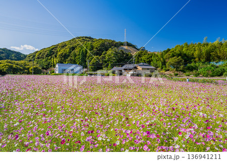 磐田市の向笠のコスモス畑の風景(静岡県) 136941211