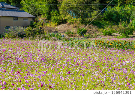 磐田市の向笠のコスモス畑の風景(静岡県) 136941391