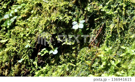 鹿児島県屋久島の縄文杉へのトレッキングコースに自生する植物 136941615