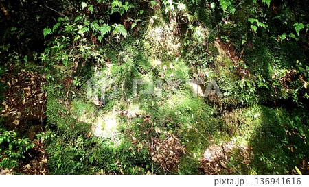 鹿児島県屋久島の縄文杉へのトレッキングコースに自生する植物 136941616