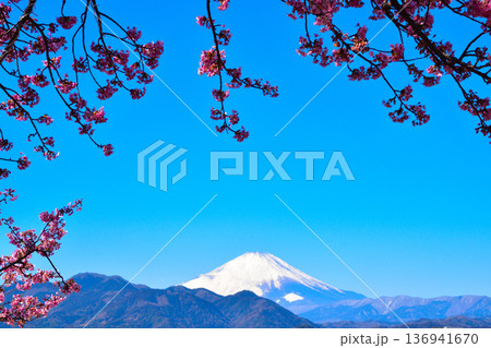 早春　河津桜　冠雪　富士山 136941670