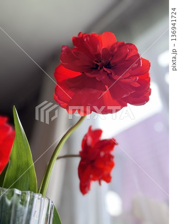 blooming red tulips 136941724