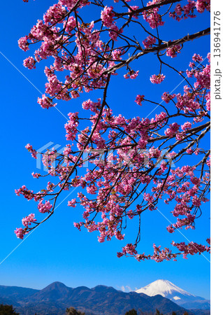 早春　河津桜　冠雪　富士山 136941776