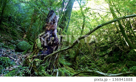 鹿児島県屋久島の苔むす森の風景 136941888
