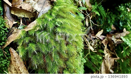 鹿児島県屋久島の苔むす森に自生する植物 136941893
