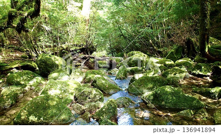 鹿児島県屋久島の苔むす森の風景 鹿児島県屋久島の苔むす森の風景 136941894