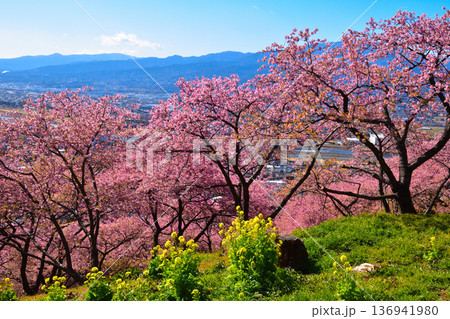早春　西平畑公園　河津桜　菜の花 136941980