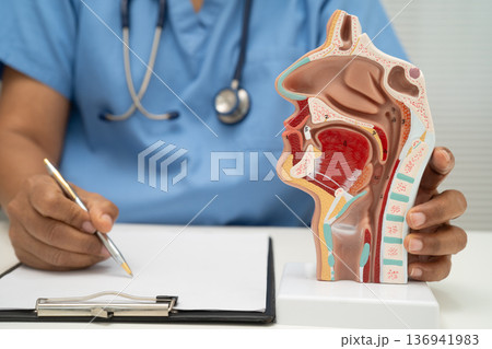 Asian doctor with nasal oral throat cavity neck human anatomy model for study diagnosis and treatment in hospital. Asian doctor with nasal oral throat cavity neck human anatomy model for study diagnosis and treatment in hospital. 136941983