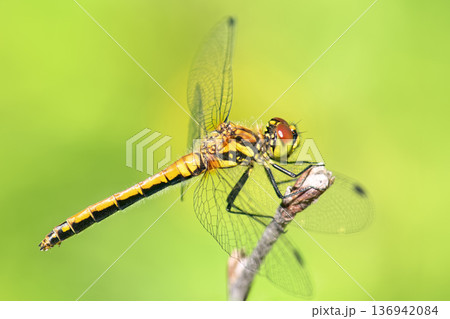 Side view of female Black Darter dragonfly (Sympetrum danae) perched on dry twig against blurred green background. Side view of female Black Darter dragonfly (Sympetrum danae) perched on dry twig against blurred green background. 136942084