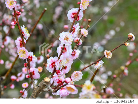 春の訪れを告げる、満開の薄ピンク色の梅の花 春の訪れを告げる、満開の薄ピンク色の梅の花 136942164