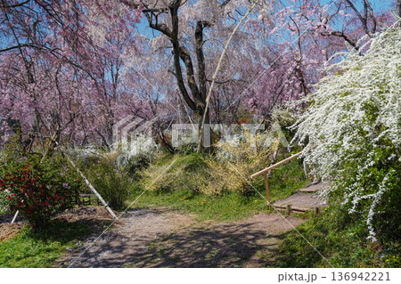 サクラと春の花の共演 136942221