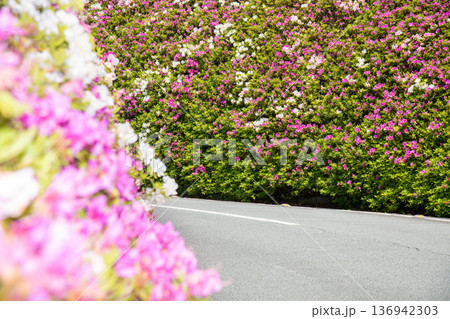 三重県　松阪市　道の駅　茶倉駅　道路沿いに咲く満開のつつじ 136942303