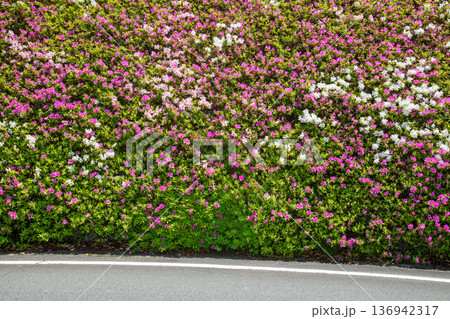 三重県　松阪市　道の駅　茶倉駅　道路沿いに咲く満開のつつじ 136942317