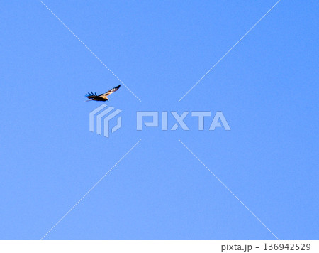 青空を滑空するトビ（鳶）のシルエット 136942529