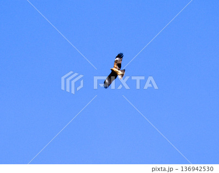 抜けるような青空を滑空する猛禽類 136942530