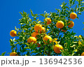 夏みかんと青空 136942536