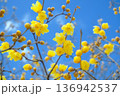 蝋梅と青空 136942537