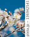 梅の花 136942541