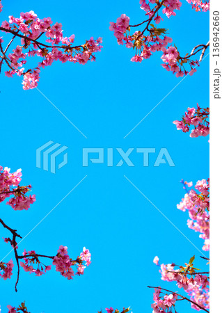 河津桜　青空　フレーム 136942660