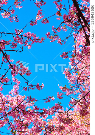 河津桜　青空　フレーム 136942686