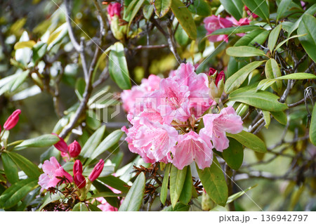 シャクナゲ Rhododendron シャクナゲ Rhododendron 136942797
