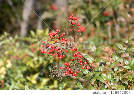 ナンテン(南天) Nandina ナンテン(南天) Nandina 136942804