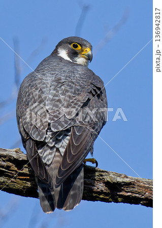 精悍な猛禽類ハヤブサ 136942817