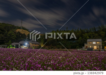夜の磐田市の向笠のコスモス畑の風景(静岡県) 136942979