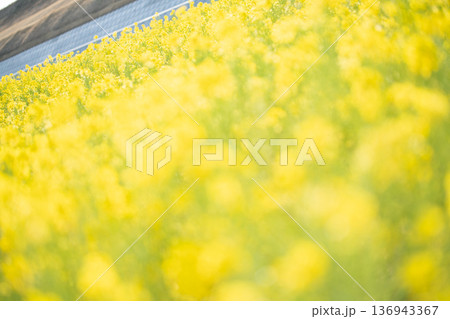 春の訪れを告げる満開の菜の花・春イメージ 136943367