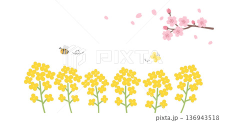 春の背景イラスト　バナー　春の花　フレーム　 136943518