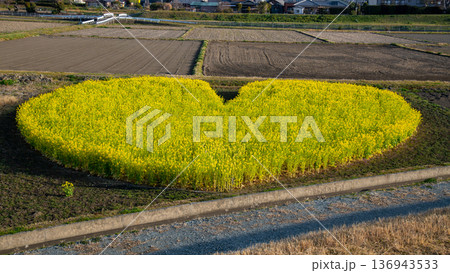 春の訪れを告げる満開の菜の花・春イメージ・ハートの菜の花畑 136943533