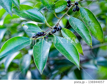 黒い液果　モッコク科ヒサカキの黒紫色の果実 136944057
