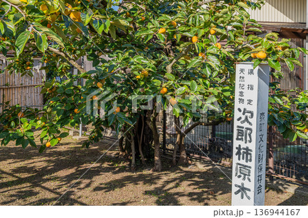 森町の治郎柿原木の風景(静岡県) 136944167