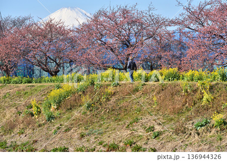 茅ヶ崎小出川から見る雪化粧の富士と早咲きサクラ 茅ヶ崎小出川から見る雪化粧の富士と早咲きサクラ 136944326