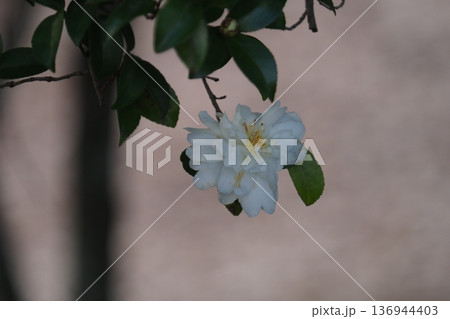白い椿の花 136944403