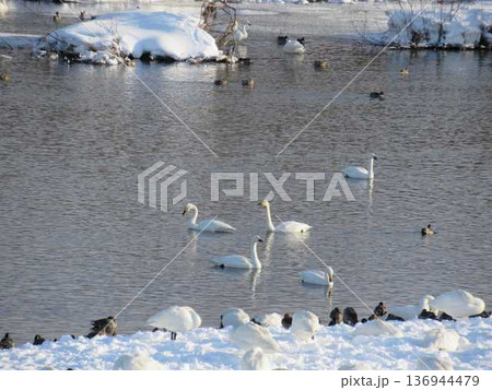 白鳥 鴨 渡り鳥 窪田水辺の楽校 米沢市 白鳥 鴨 渡り鳥 窪田水辺の楽校 米沢市 136944479