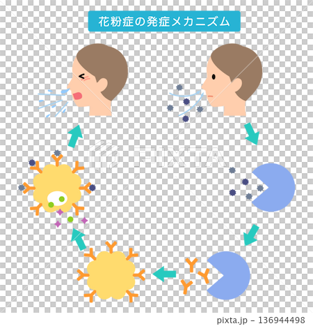How allergies develop: The mechanism of hay fever How allergies develop: The mechanism of hay fever 136944498
