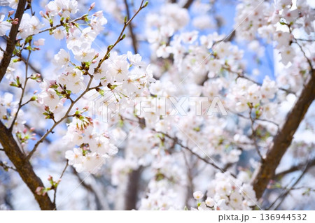 街中の桜 街中の桜 136944532