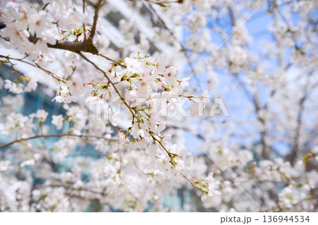 街中の桜 街中の桜 136944534