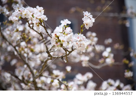 街中の桜 街中の桜 136944557