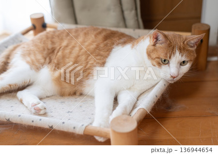 寝転んでくつろぐ猫 茶トラ白 寝転んでくつろぐ猫 茶トラ白 136944654