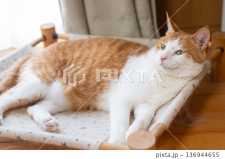 寝転んでくつろぐ猫 茶トラ白 寝転んでくつろぐ猫 茶トラ白 136944655