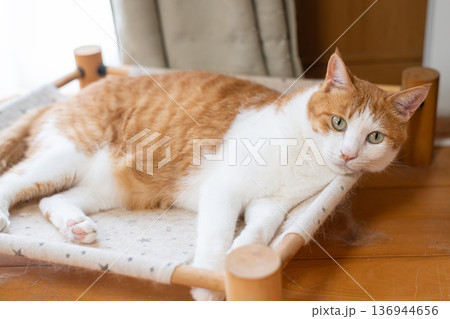 寝転んでくつろぐ猫 茶トラ白 寝転んでくつろぐ猫 茶トラ白 136944656