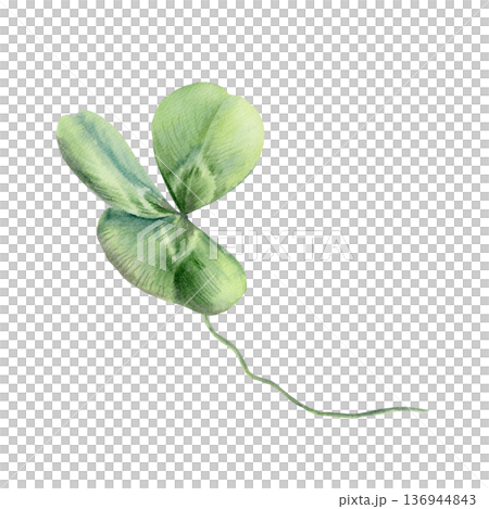 Shamrock clover on stem,Irelands national symbol embodying Christian faith,virtue,triad of hope,faith,love.Soft watercolor detail,for religious themes,cultural projects,and symbolic designs 136944843