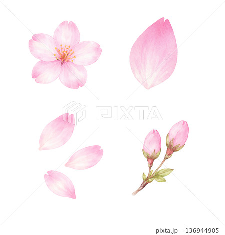春の桜 花と花びらとつぼみの水彩イラスト素材 136944905