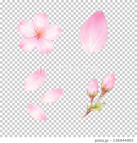 春の桜 花と花びらとつぼみの水彩イラスト素材 136944905